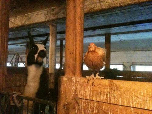 Best friends at Maple Farm Sanctuary (they hang out together all the time)