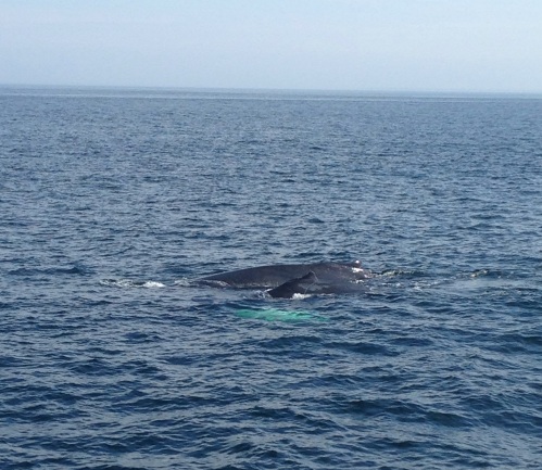 Seeing this much of a whale (two, actually) was pretty amazing